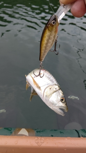 ハスの釣果