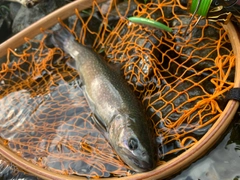 イワナの釣果