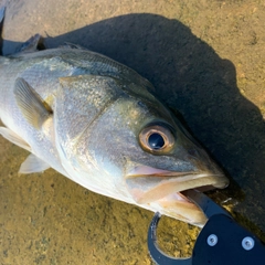 スズキの釣果