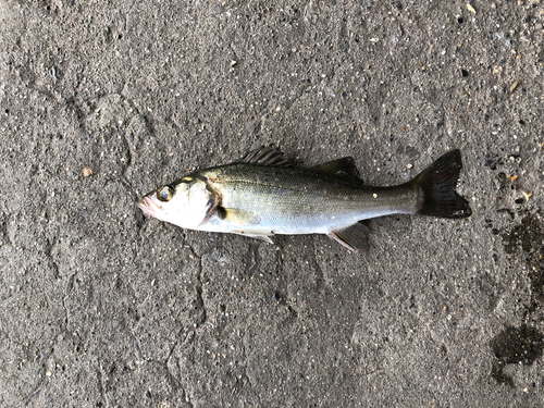 セイゴ（マルスズキ）の釣果