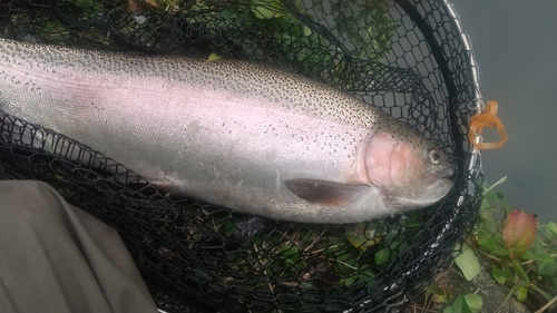 ニジマスの釣果