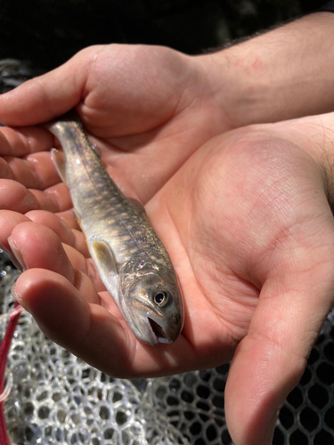 イワナの釣果