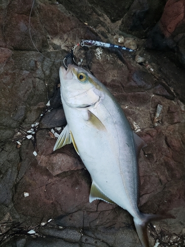 シオの釣果