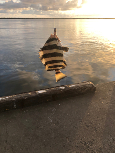 シマダイの釣果