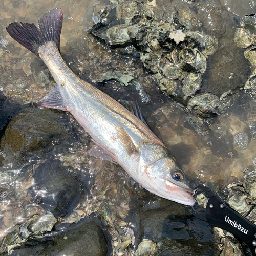 スズキの釣果