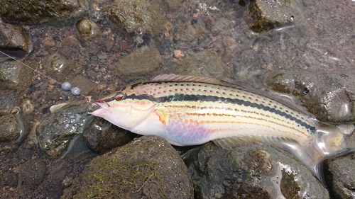 キュウセンの釣果