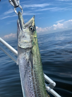 サワラの釣果