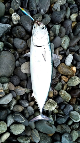 マルソウダの釣果