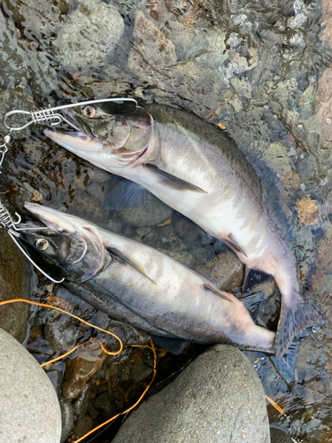 カラフトマスの釣果