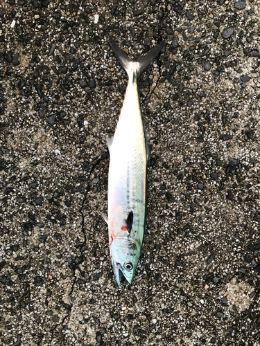 サゴシの釣果