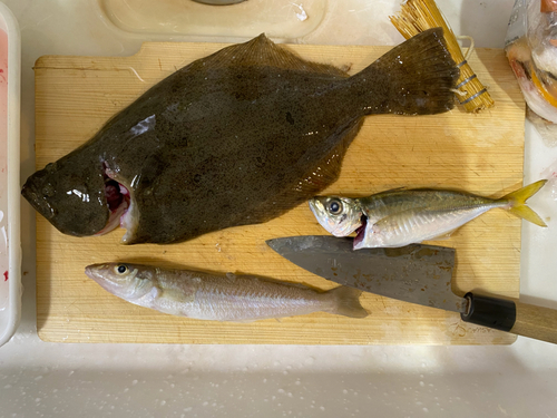 ヒラメの釣果