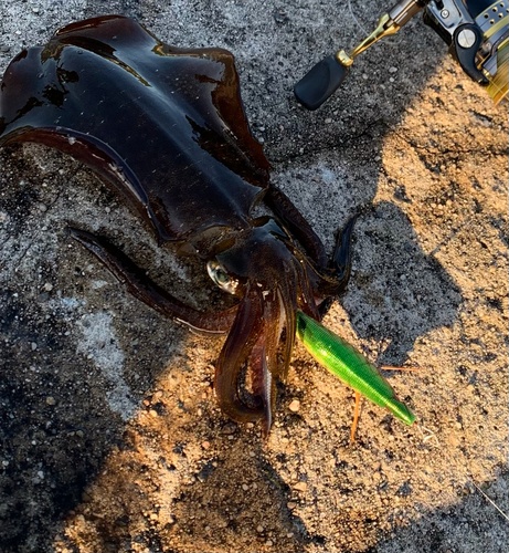 アオリイカの釣果