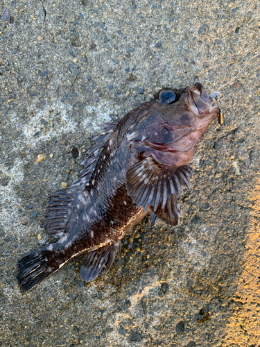 ガシラの釣果