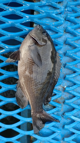 メジナの釣果