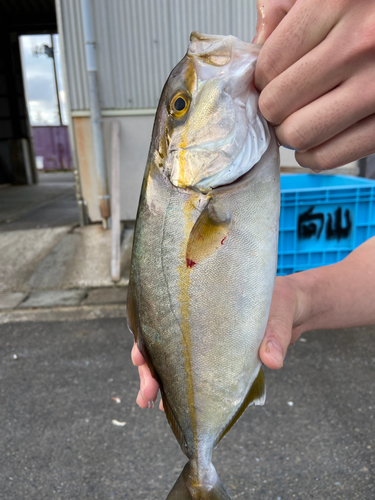 ショゴの釣果