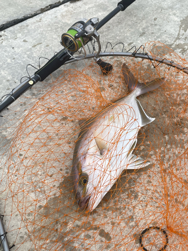 ショゴの釣果