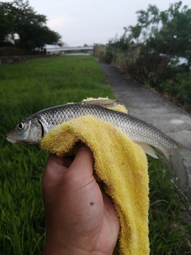 ニゴイの釣果