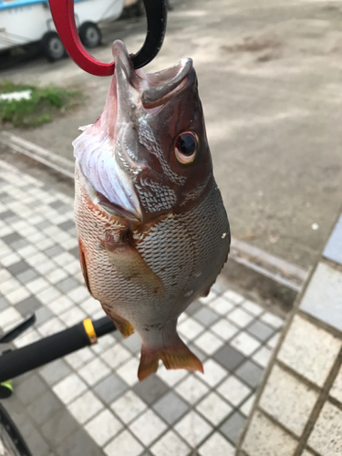 フエダイの釣果