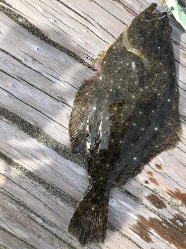 ヒラメの釣果