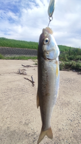 ウグイの釣果