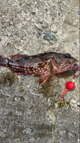 カサゴの釣果