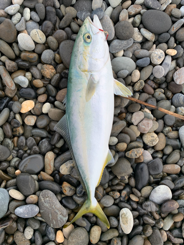 ハマチの釣果