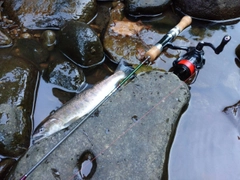 ヤマメの釣果