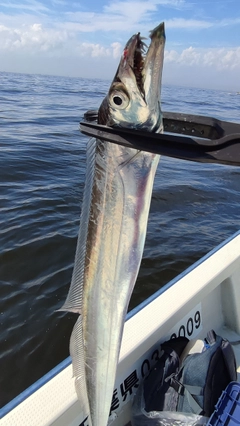 タチウオの釣果