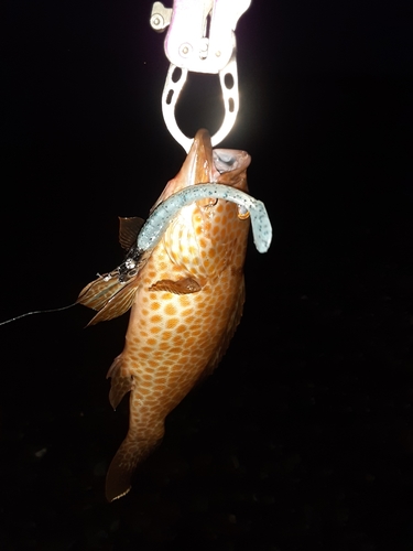 オオモンハタの釣果