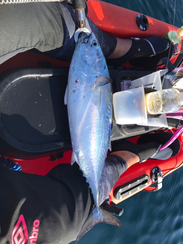 カンパチの釣果