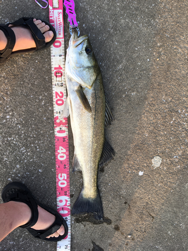 シーバスの釣果