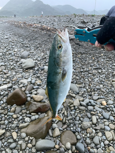 ツバスの釣果