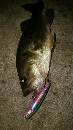 ブラックバスの釣果