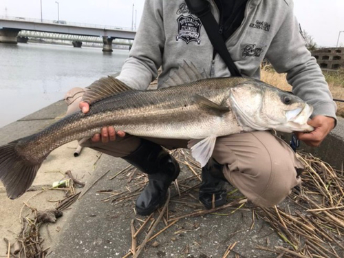 セイゴ（タイリクスズキ）の釣果