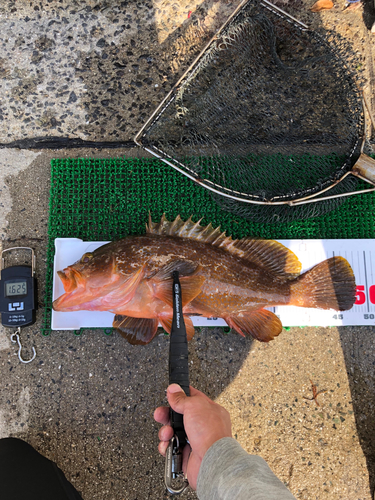 マダイの釣果