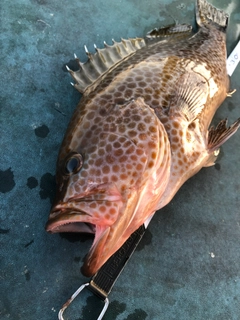 オオモンハタの釣果