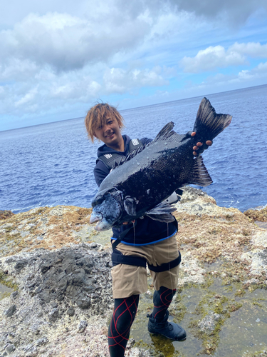 イシガキダイの釣果