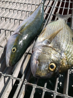 ヘダイの釣果