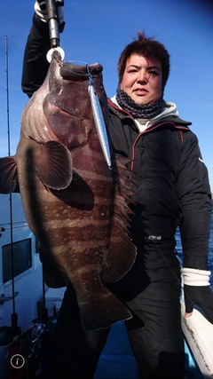 マハタの釣果