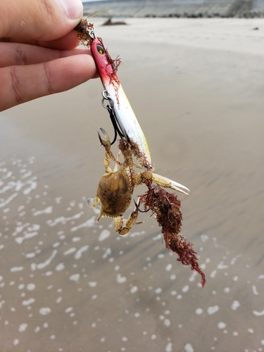 カニの釣果