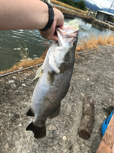 バラマンディの釣果