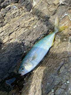 ツバスの釣果