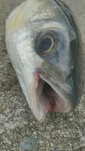 ボラの釣果