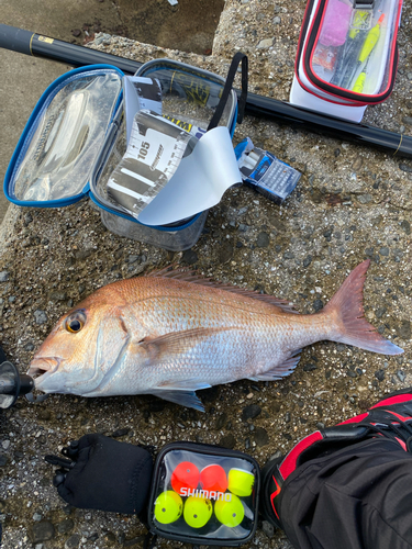 タイの釣果