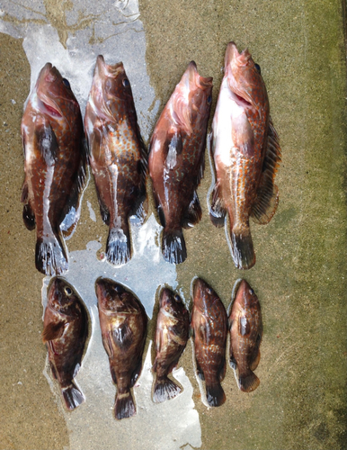 アコウの釣果