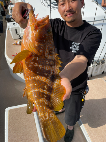 アコウの釣果