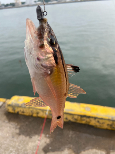 ネンブツダイの釣果