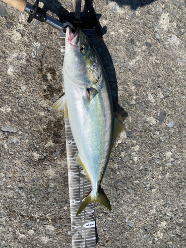 イナダの釣果