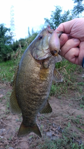 スモールマウスバスの釣果