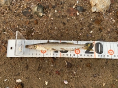 カマスの釣果